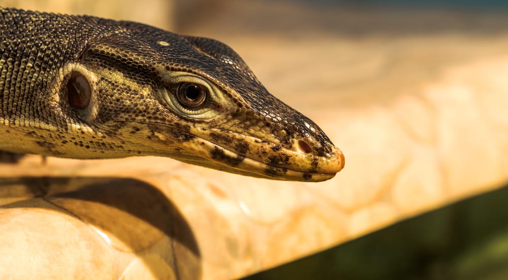 reptile with round pupils