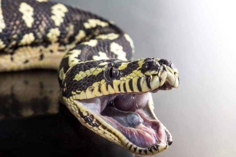 Spider Ball Python: The Ultimate Owner's Guide (Must Read)