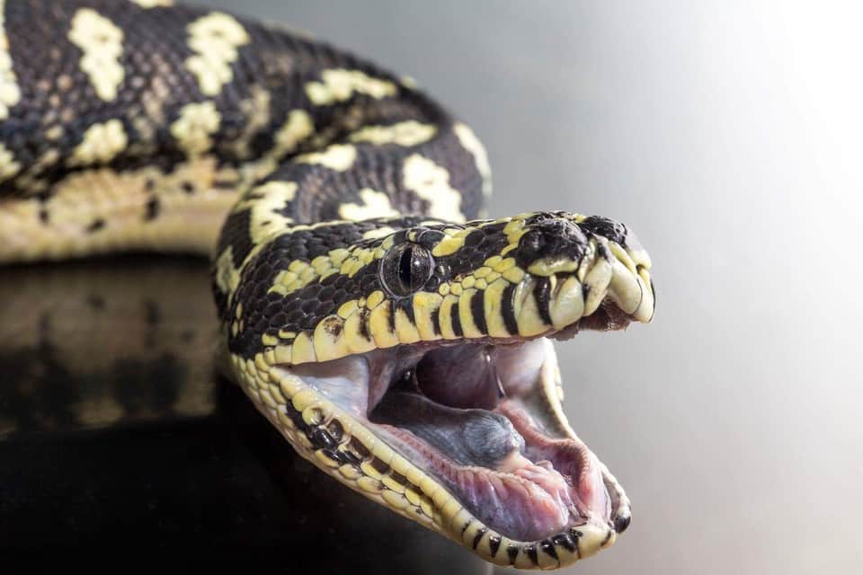 jaguar carpet python