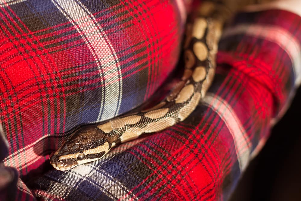 clown ball python on red cloth