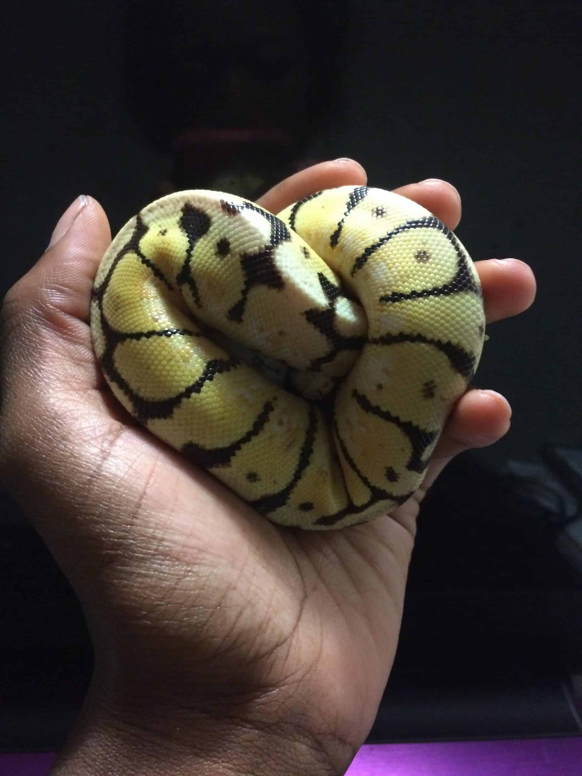 medium-sized snake bumblebee ball python