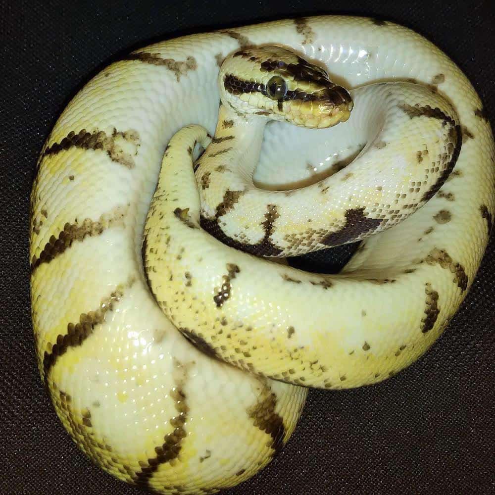 narrow black and brown bands on a bumblebee ball python