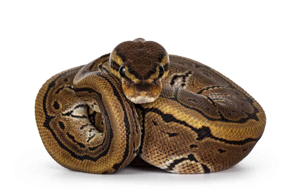 ball python morphs guide