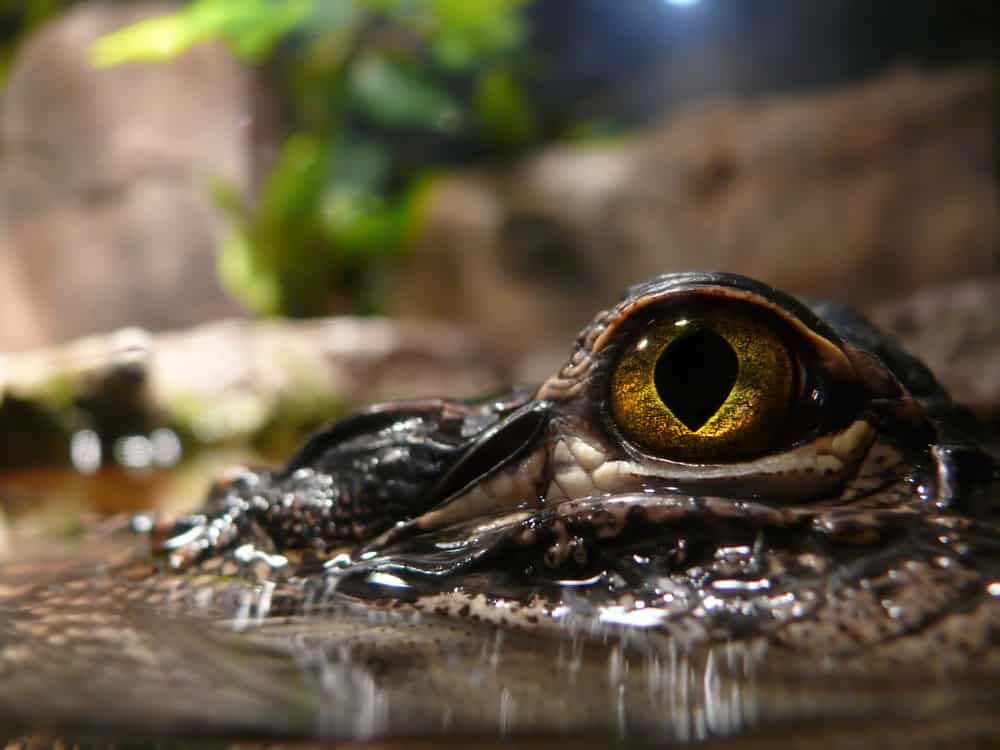 Closeup of a crocodile's big eyes