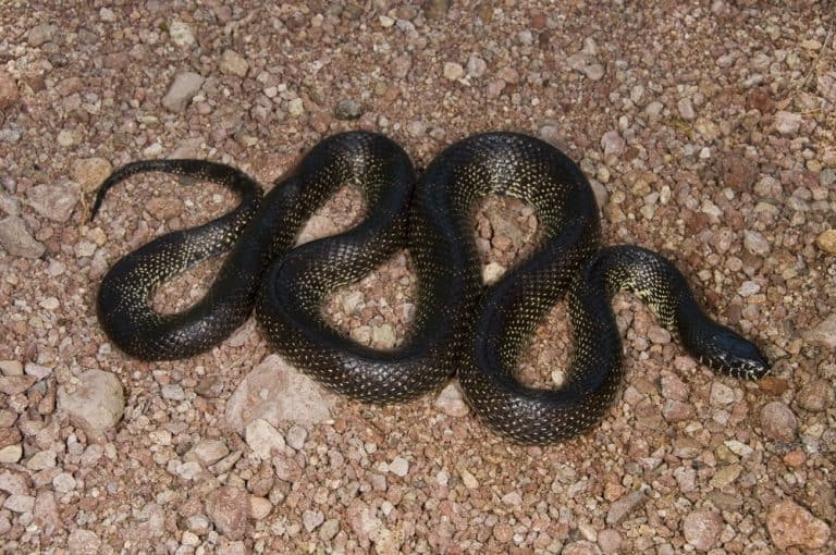 Do Snakes Have Bones? The Simple Answer (with Pictures!)