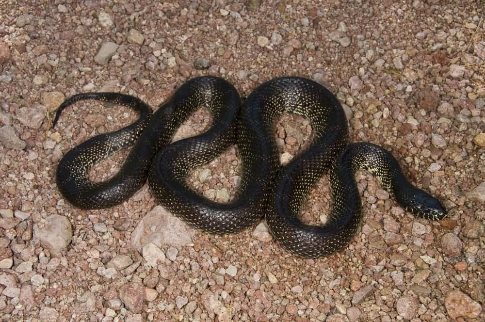 sidewinding movement of a baby corn snake