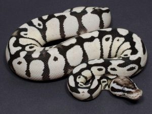 Stormtrooper Ball Python: A Guide to The Empire's Fave Morph