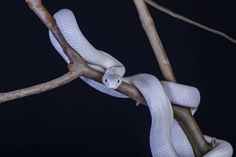 Texas Rat Snake: What to Know, Images, & FAQs answered!