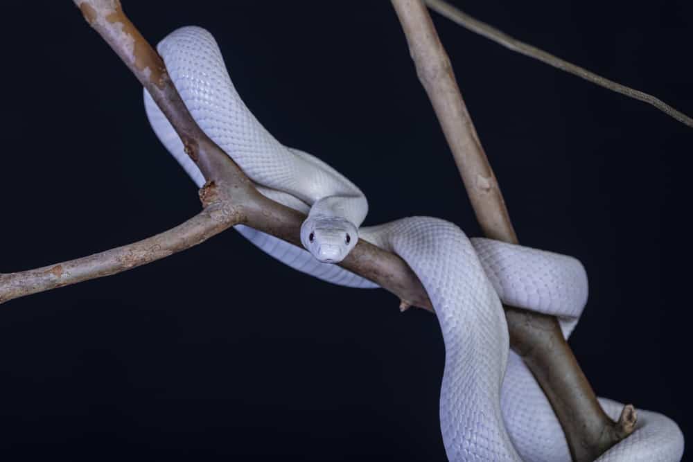 A Texas rat snake in a tree