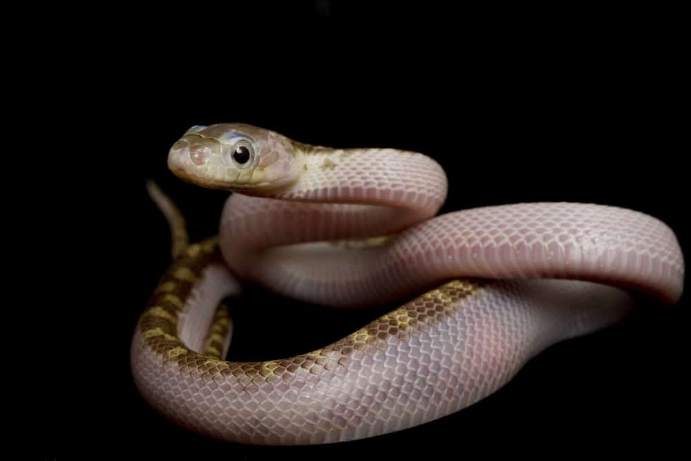 White-sided Texas Rat Snake (Elaphe obsoleta lindheimeri) on black background.