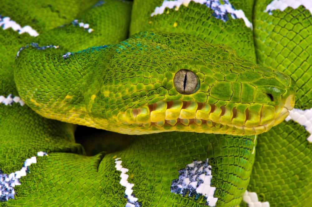 Emerald tree boas do not need light to catch their prey. They have heat  receptors that can sense nearby a…