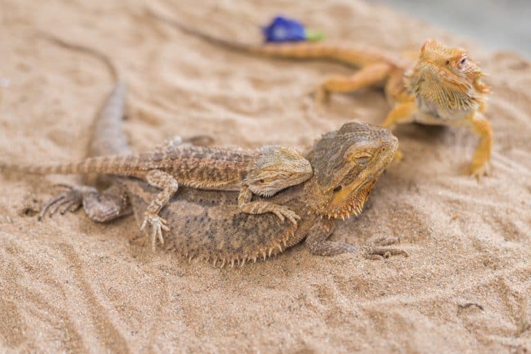 Can Bearded Dragons Eat Bananas? (Is It Healthy or Safe?)