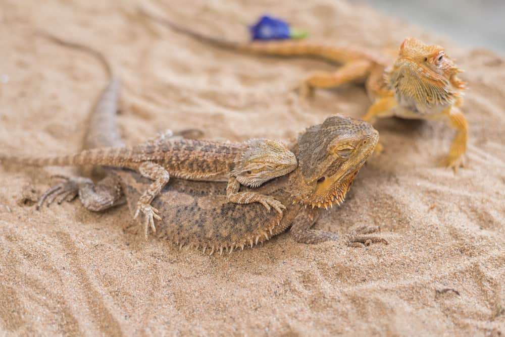 baby bearded Dragon and its mother in sand
