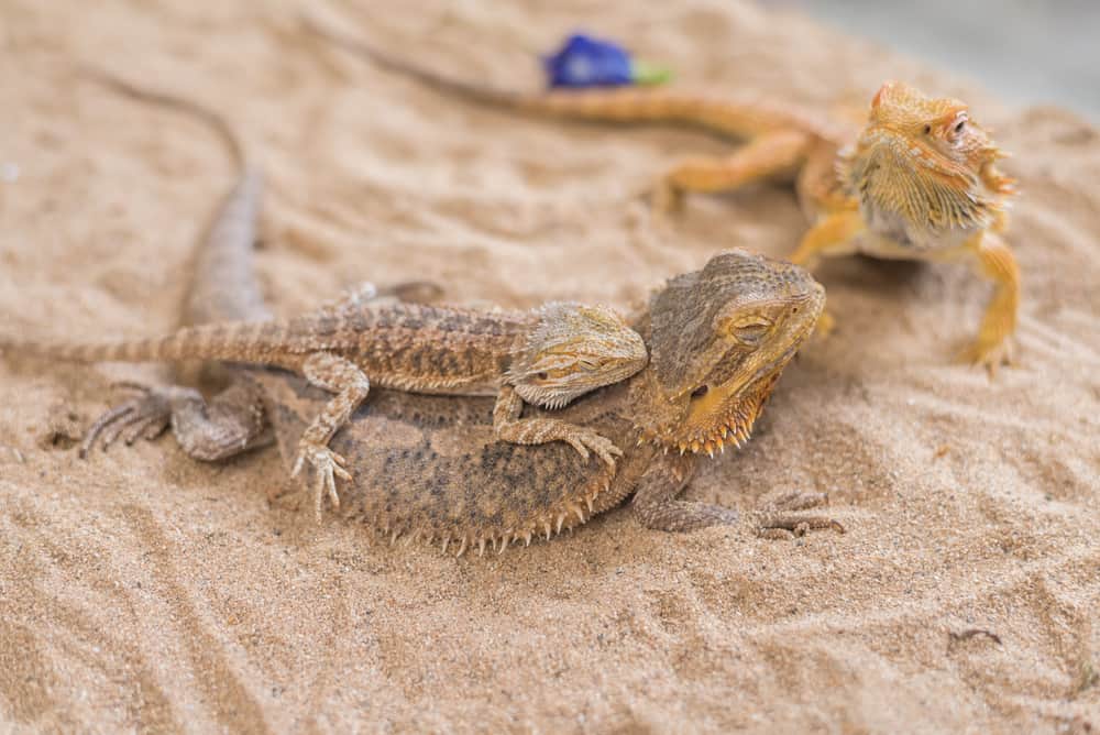 baby bearded dragons eating