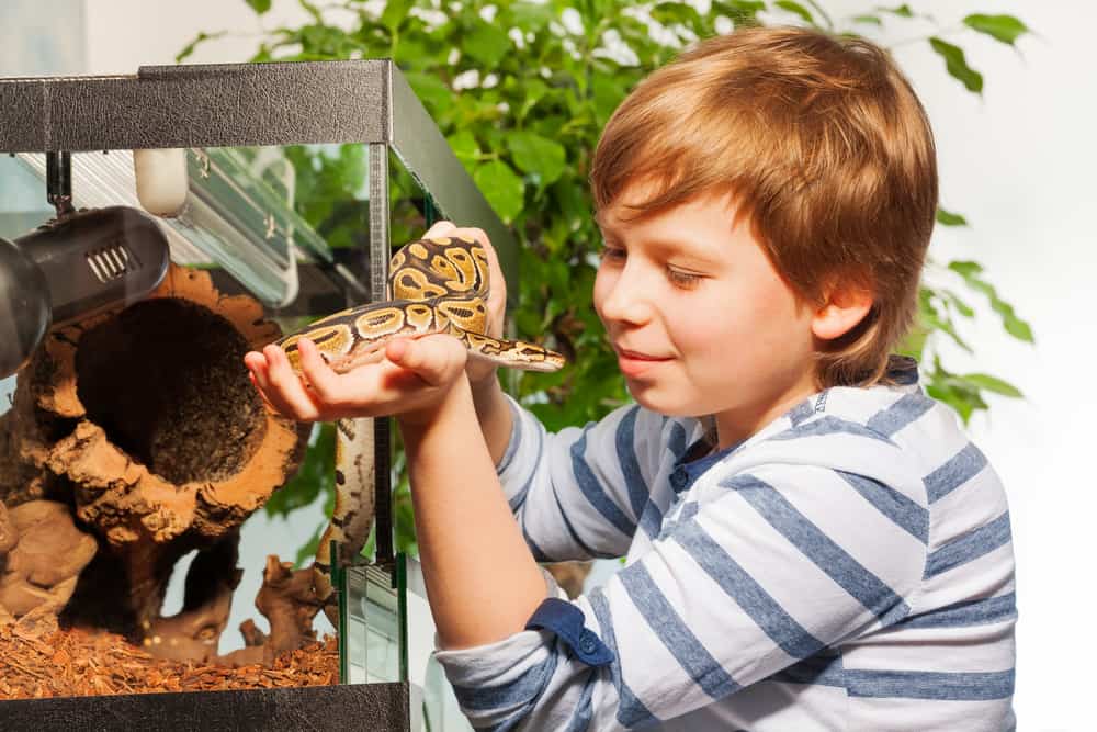 Young boy admiring beautiful Royal python