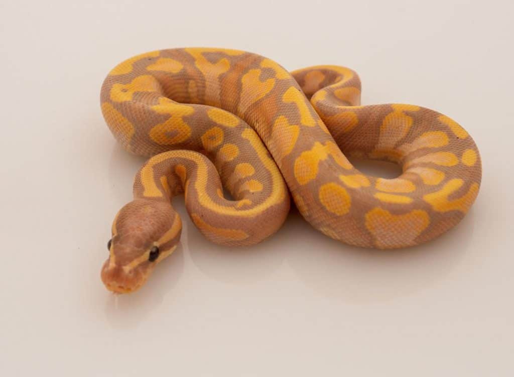 Banana Orange Dream Ball Python on white background