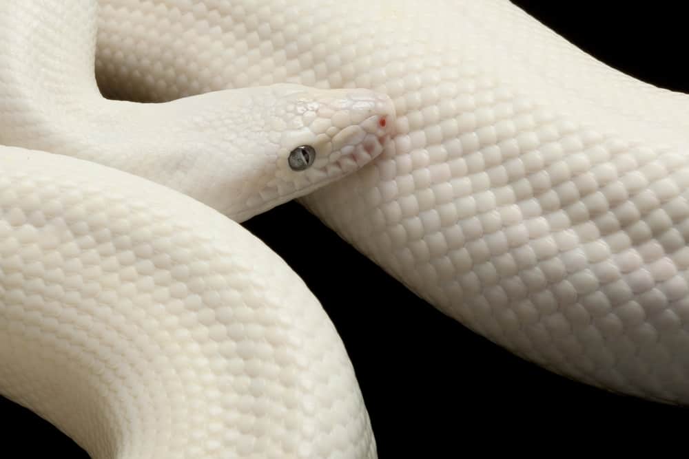 Leucistic Colombian rainbow boa