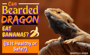 Can Bearded Dragons Eat Bananas? (Is It Healthy or Safe?)
