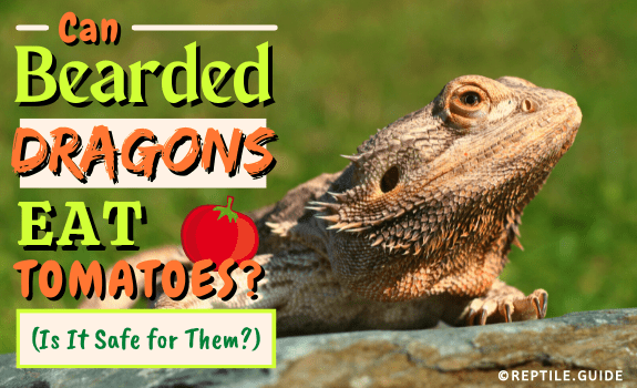 Can Bearded Dragons Eat Tomatoes (Is It Safe for Them)