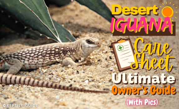 Desert Iguana Care Sheet Ultimate Owner's Guide (With Pics)