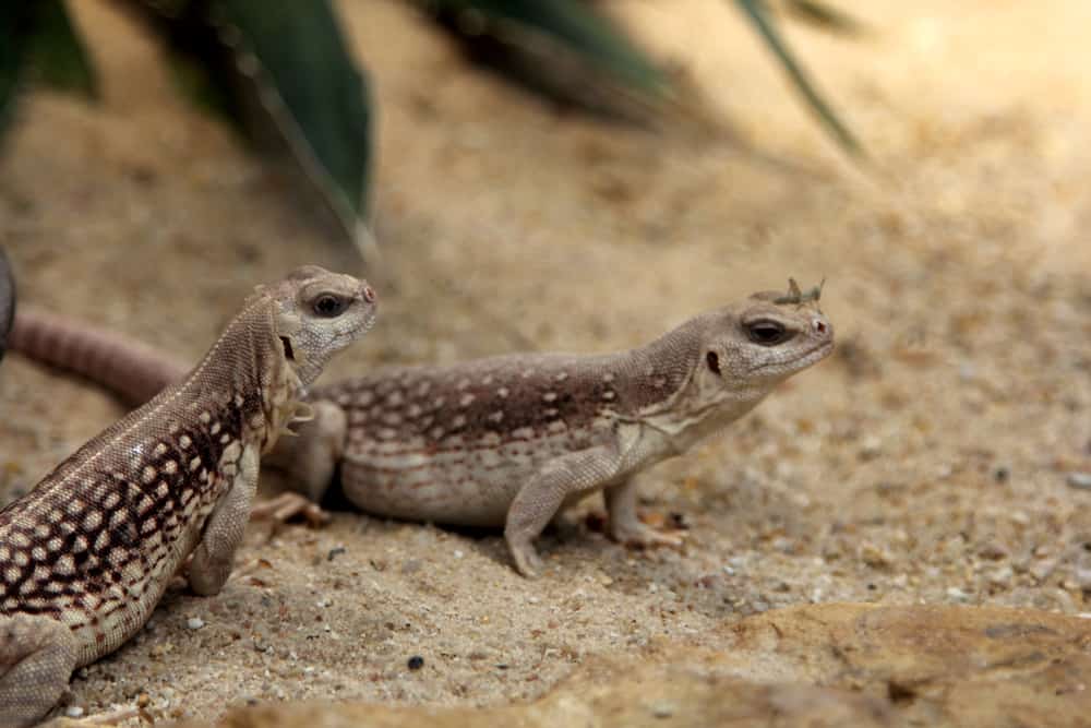 Desert Iguana, Dipsosaurus dorsalis, lives in sandy deserts