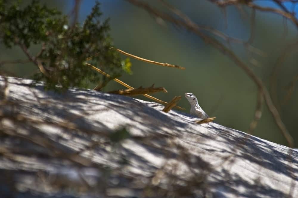 Desert iguana resting on a log