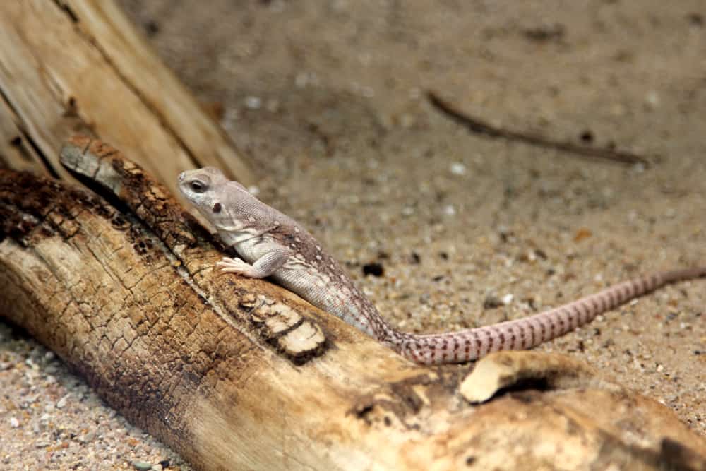 Desert iguana climbing