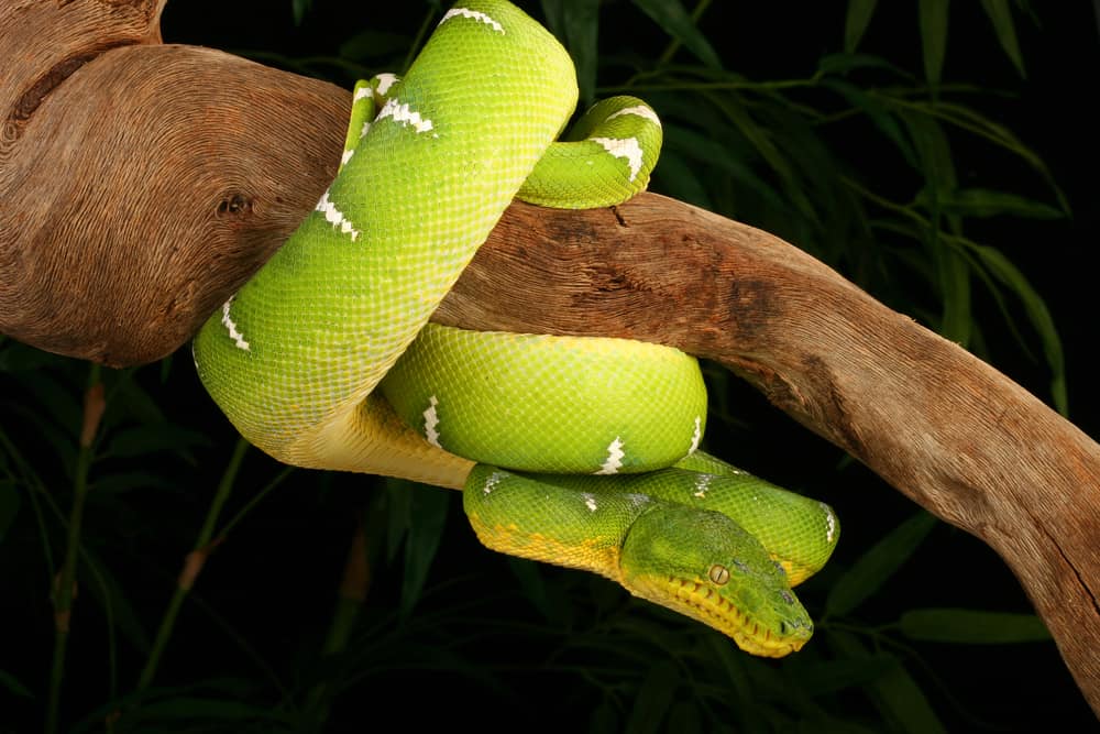 Emerald Tree Boa lying in ambush