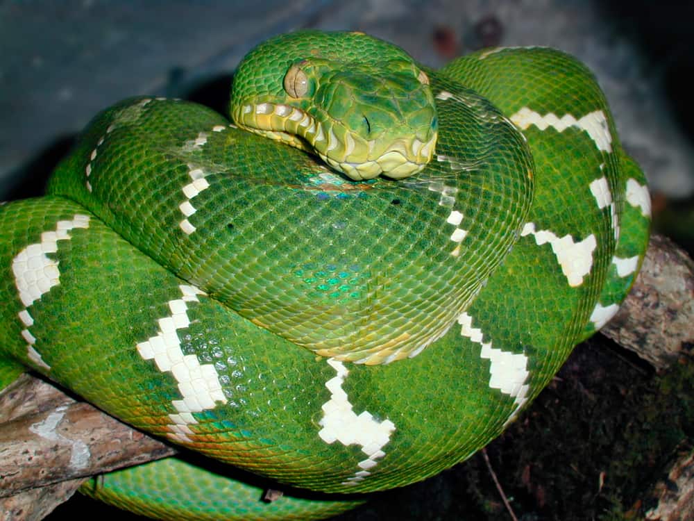 Emerald Tree Boa