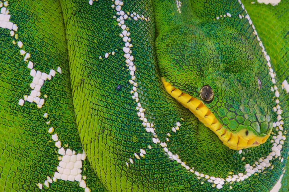 Amazon Basin Emerald Tree Boa (Corallus batesii)