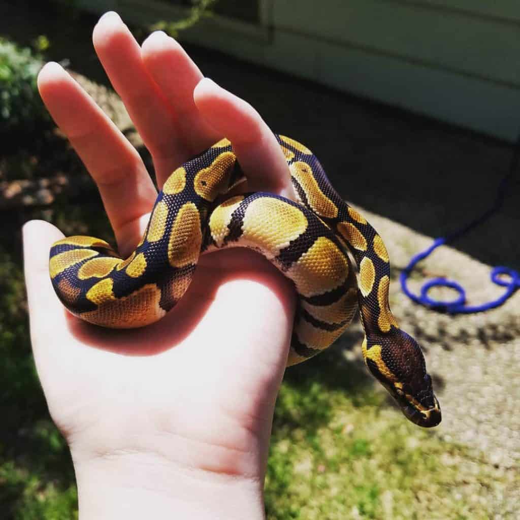 Orange Dream Ball Python