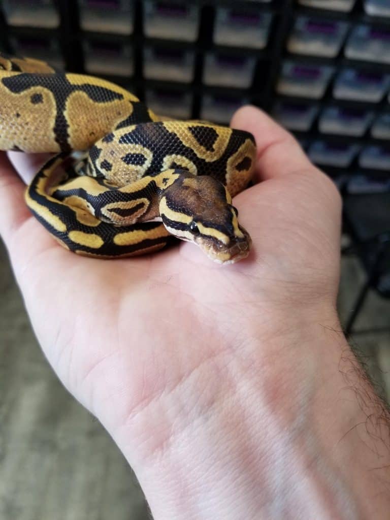 Orange Dream Fire Ball Python