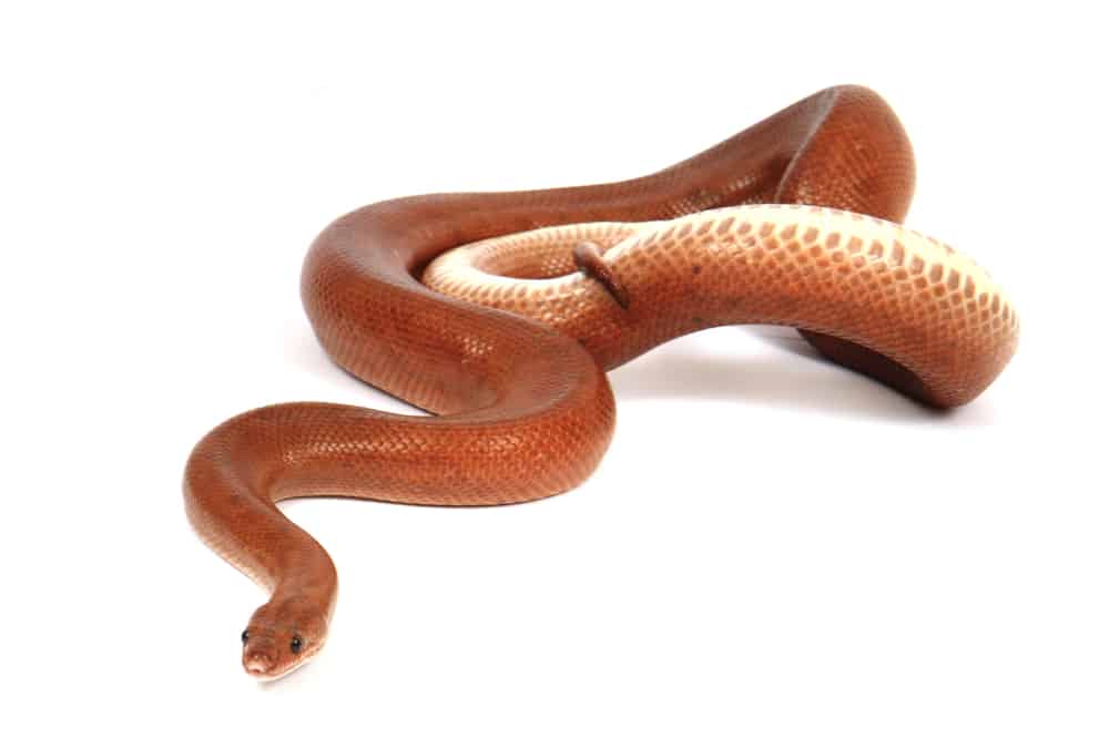 brown rainbow boa snake on white background