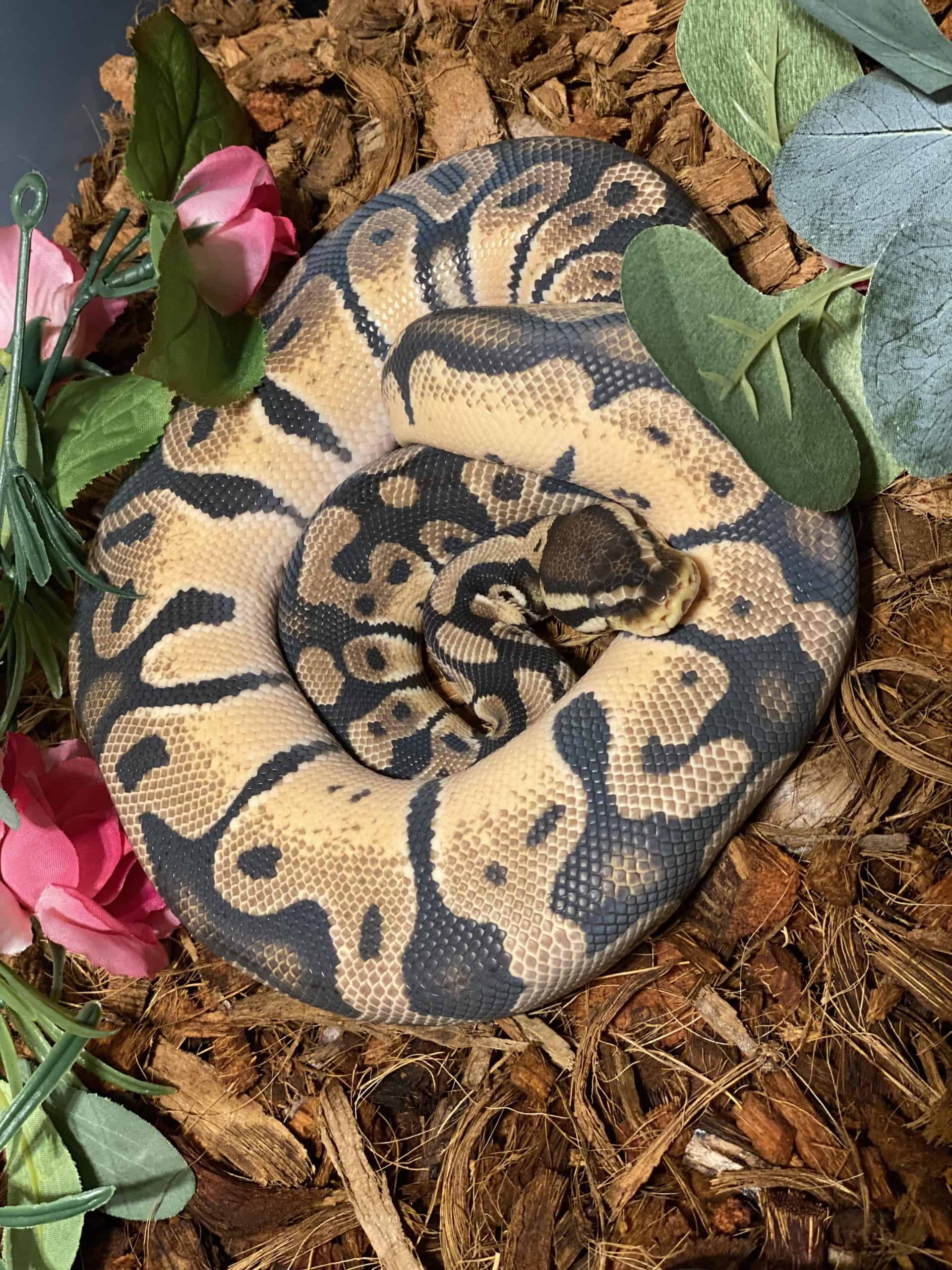 Orange Dream Ball Python Morph Guide (Key Info & FAQs)