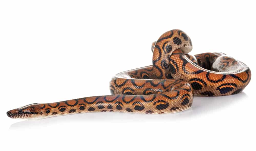 Rainbow Boa against a white background