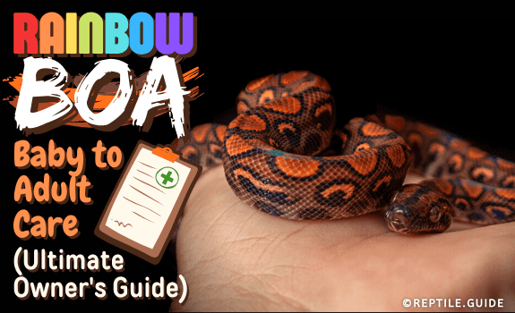 Rainbow Boa Baby to Adult Care (Ultimate Owner's Guide)
