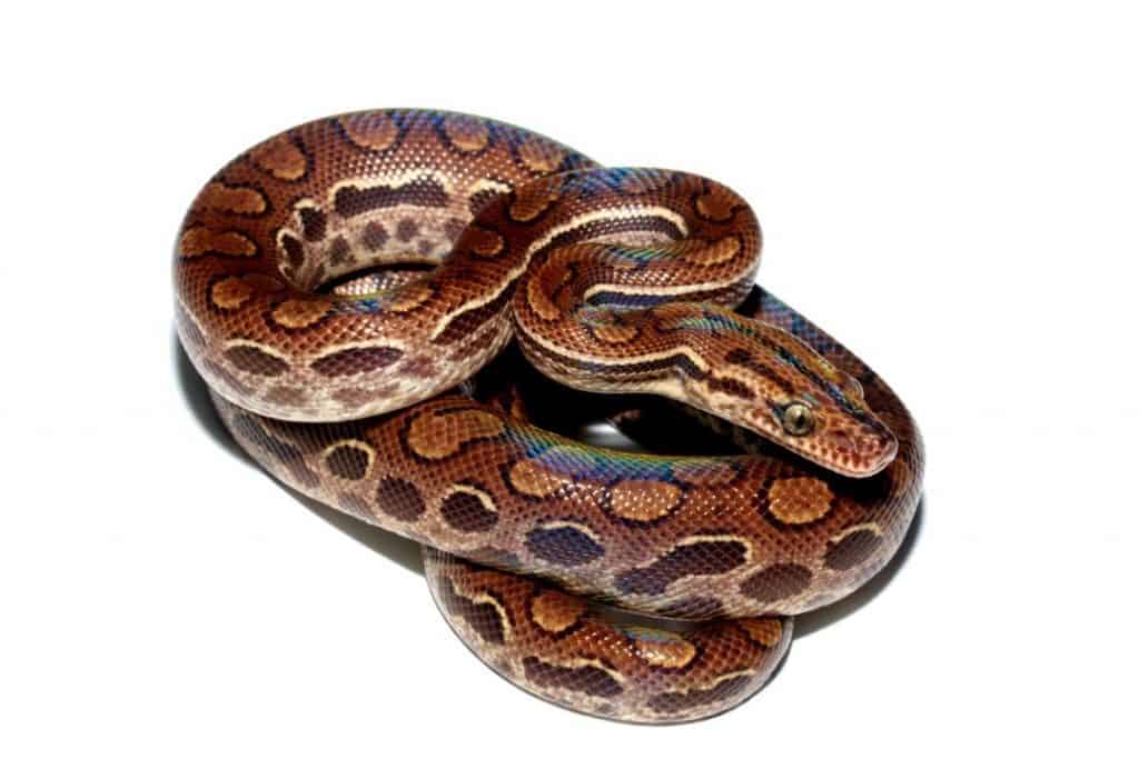 Rainbow boa on white background