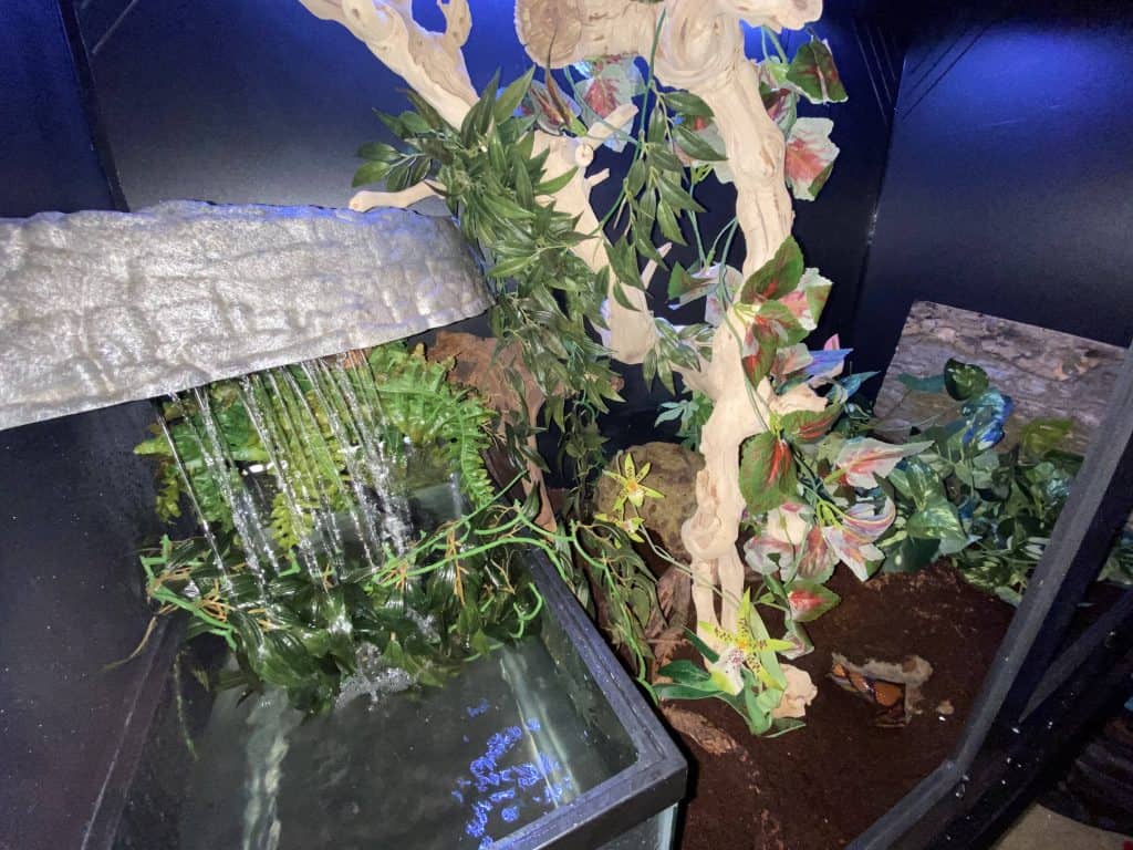 Rainbow boa enclosure set up