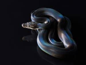 Rainbow Python: Everything You Need to Know! (Must Read)