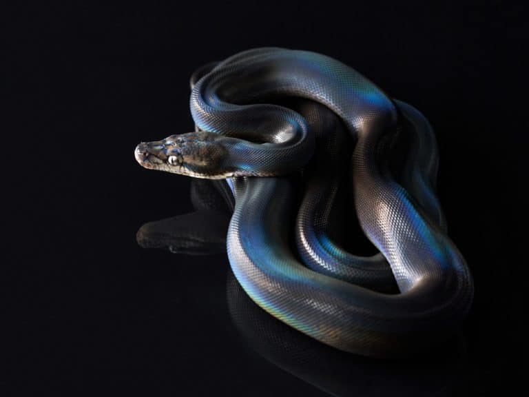 Rainbow Python: Everything You Need to Know! (Must Read)