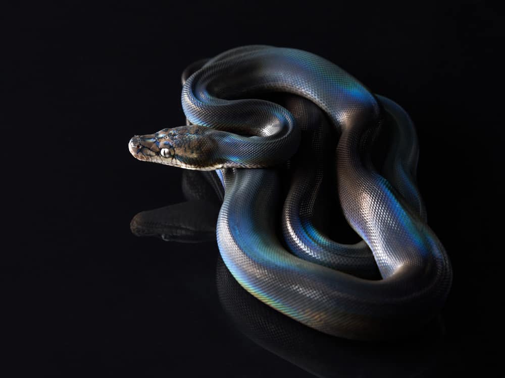 Iridescent rainbow deals snake