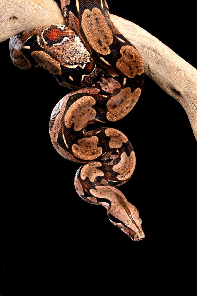 Red Tailed Boa climbing in tree