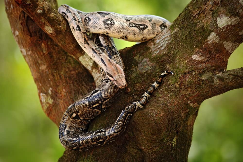 Boa constrictor snake on the tree in the wild nature