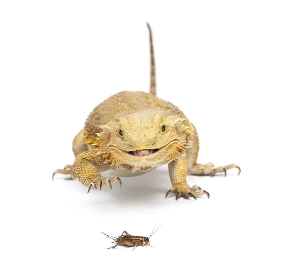 smiling bearded dragon