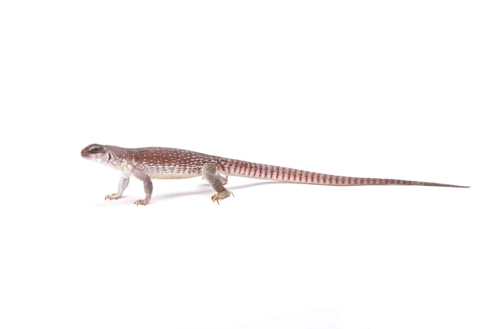 Desert iguana (Dipsosaurus dorsalis) on white background