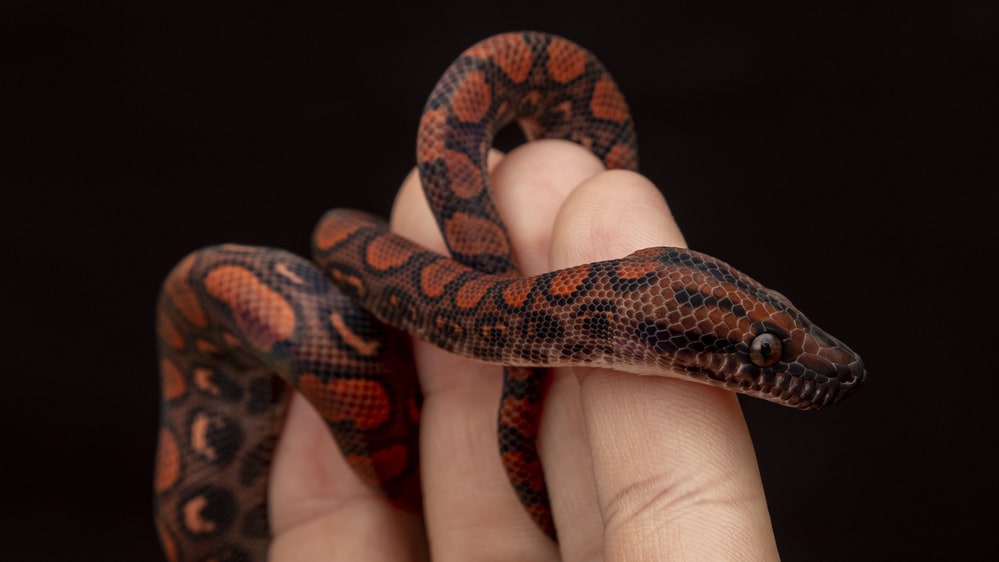 Closeup of baby rainbow boa being handled