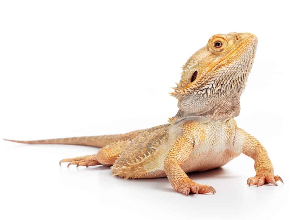 bearded dragon on white background