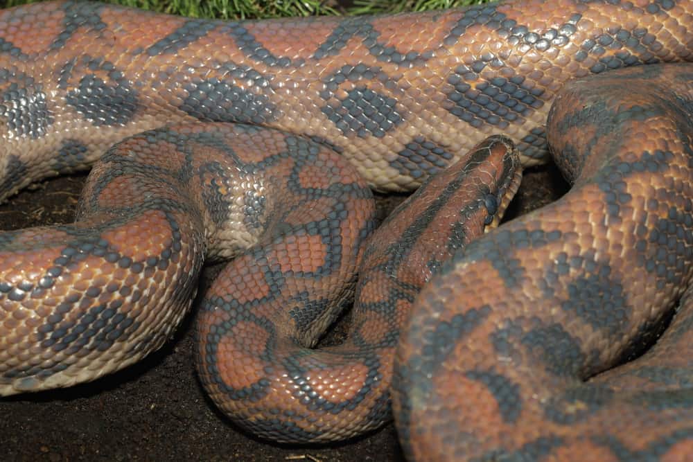 Closeup of rainbow boa close to shedding