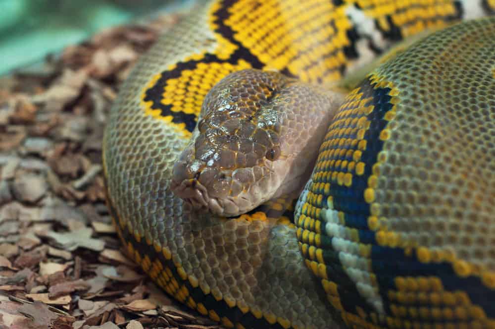 Brazilian rainbow boa on leaves