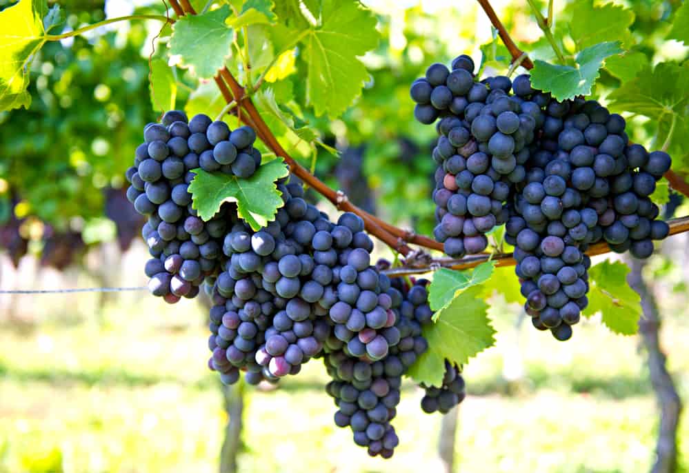 purple grapes with green leaves hanging from a vine